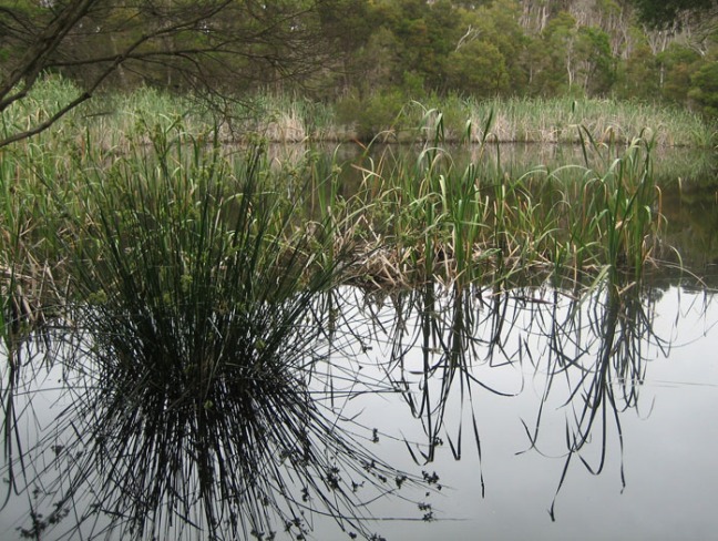 Phillip Island swamp